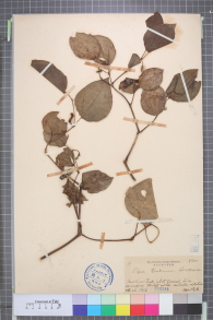 Specimen thumbnail